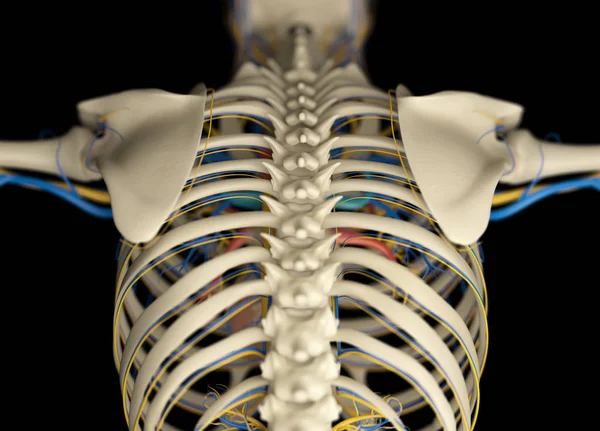 Modelo de anatomia das costas humanas — Fotografia de Stock