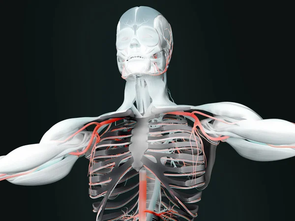 Modello anatomico umano — Foto Stock