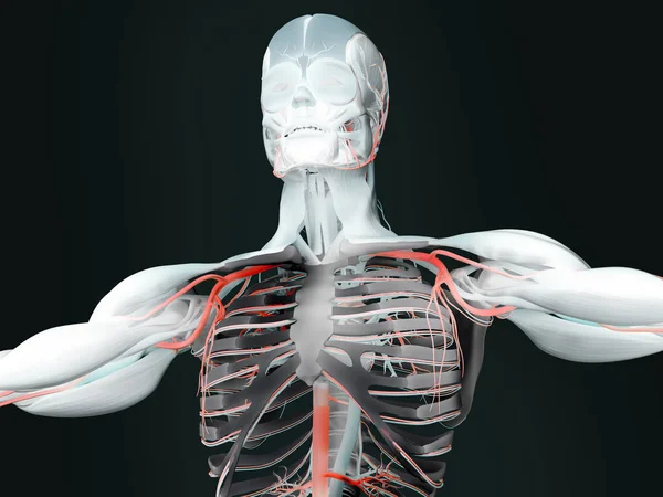 Human anatomy model — Stock Photo, Image