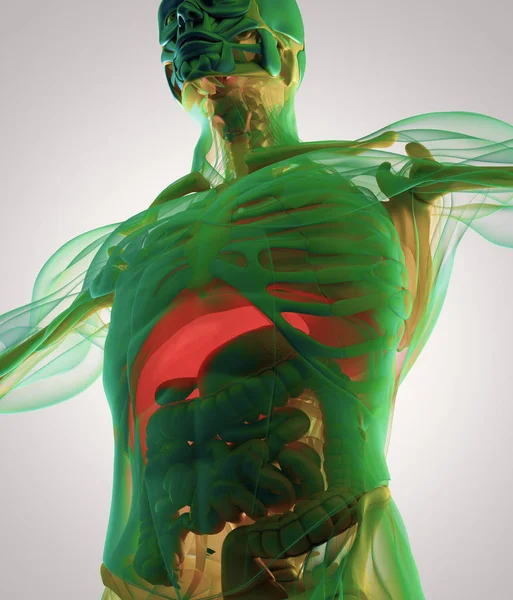 Human anatomy model — Stock Photo, Image