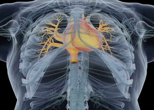 Modelo de anatomía del corazón humano — Foto de Stock