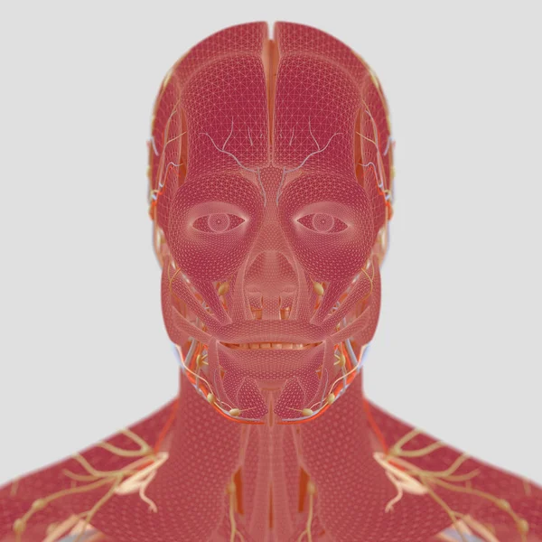 Model męskiej anatomii — Zdjęcie stockowe