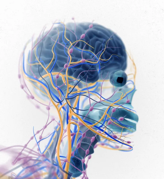 Система імпульсу людського мозку — стокове фото