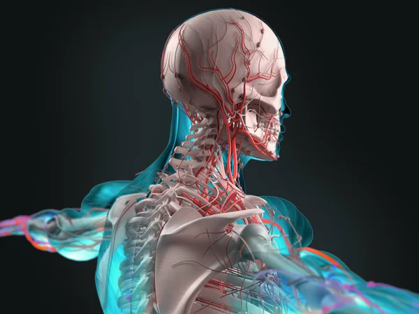 Bovenste terug anatomie model — Stockfoto