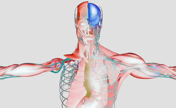 Male anatomy model — Stock Photo, Image