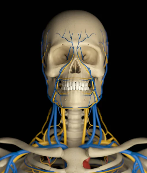 Modelo de anatomia do crânio humano — Fotografia de Stock