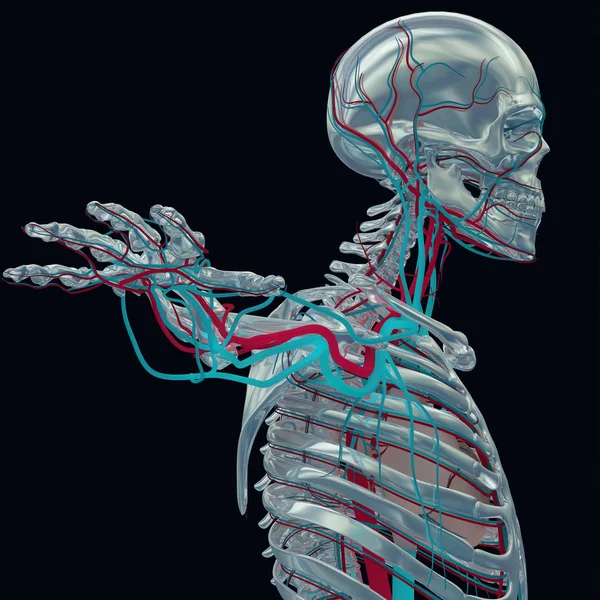 血管系と人間の骨格 — ストック写真