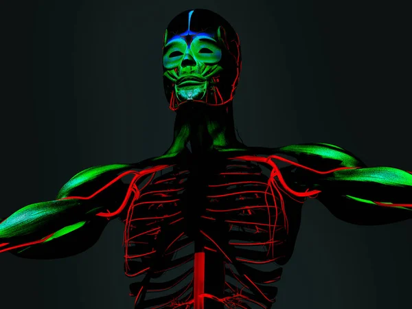 Modelo de anatomía humana —  Fotos de Stock