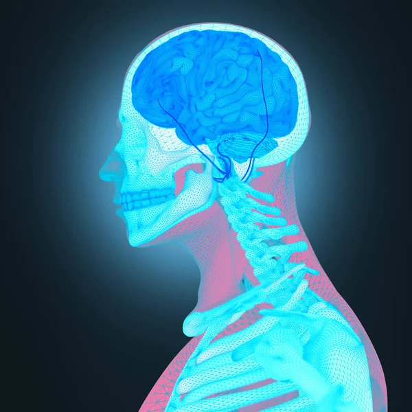 Ανθρώπινη ανατομία, εγκεφάλου — Φωτογραφία Αρχείου