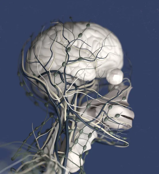 Sistemul de impulsuri cerebrale umane — Fotografie, imagine de stoc