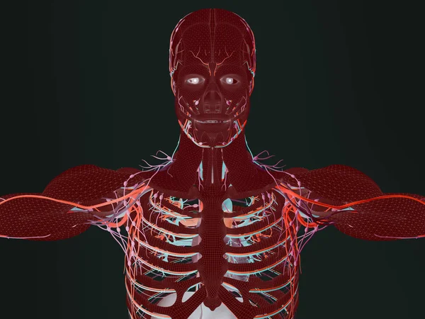 人体解剖模型 — 图库照片