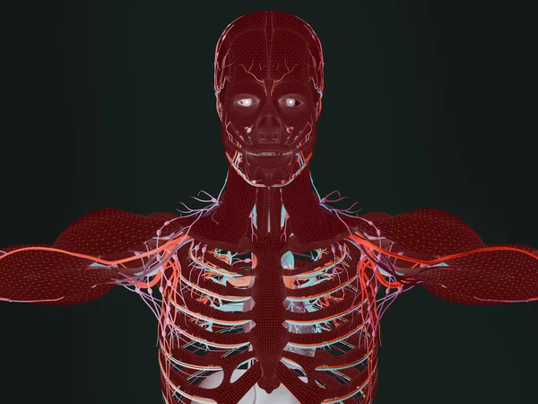 Anatomia człowieka modelu — Zdjęcie stockowe