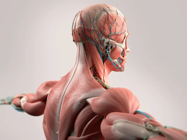 Modelo de anatomía de espalda humana — Foto de Stock