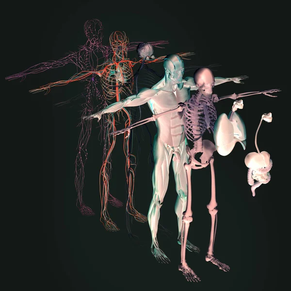 Anatomia człowieka Widok rozstrzelony — Zdjęcie stockowe