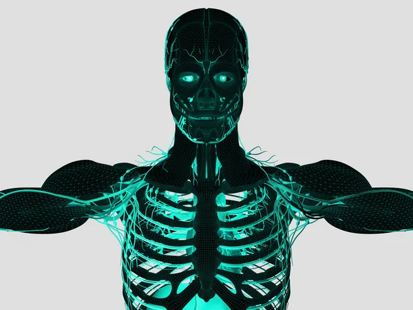 人体解剖モデル — ストック写真