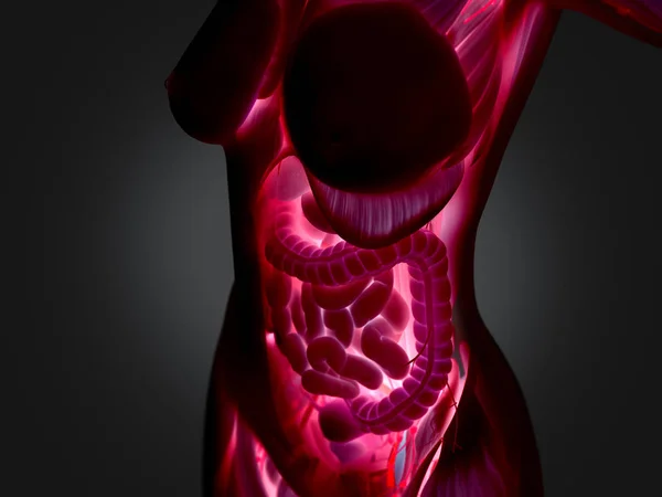Female torso anatomy — Stock Photo, Image