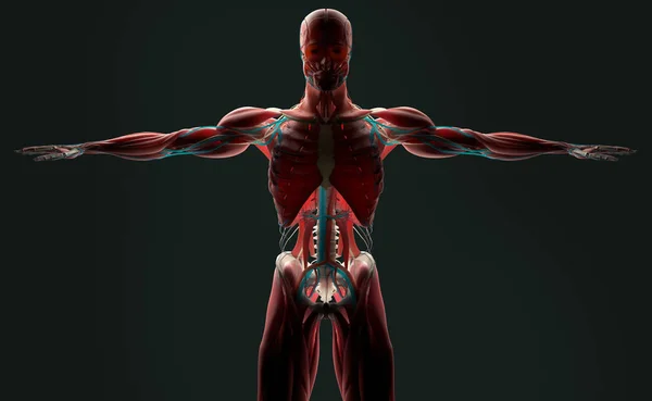 Human anatomy model — Stock Photo, Image