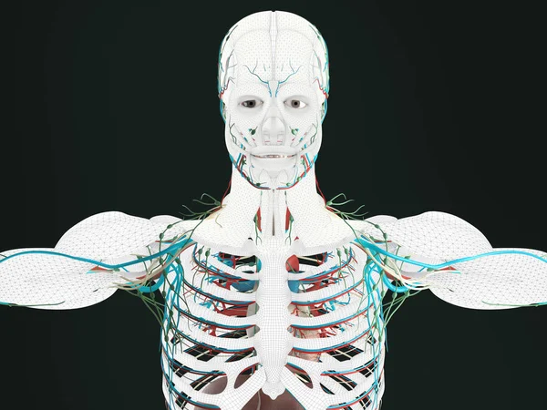 Anatomia człowieka modelu — Zdjęcie stockowe