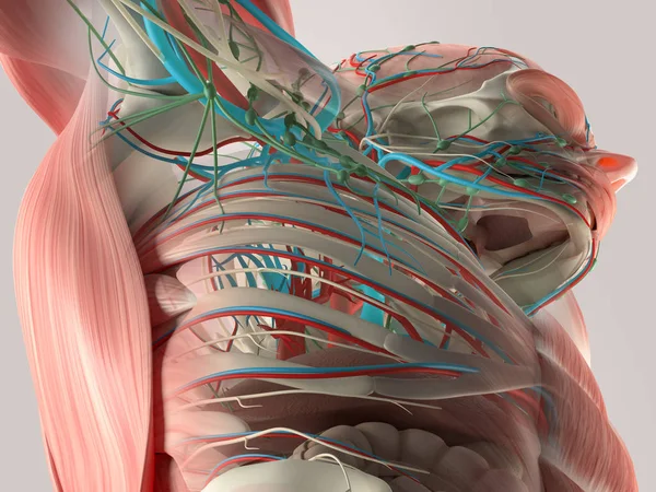 Modelo de anatomia do tronco humano — Fotografia de Stock