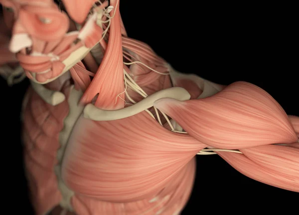 Чоловіча ділянка плеча анатомія деталі — стокове фото