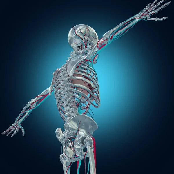 人骨解剖学モデル — ストック写真