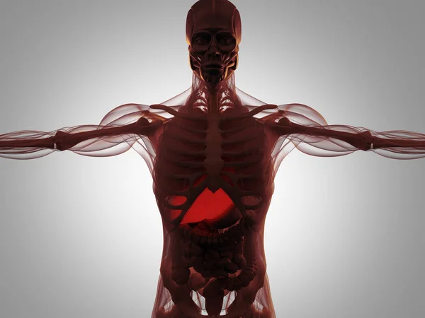 Modelo de anatomía humana — Foto de Stock