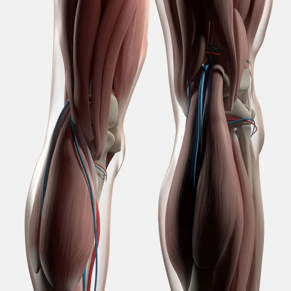 인간의 뒤의 다리 해부학 — 스톡 사진