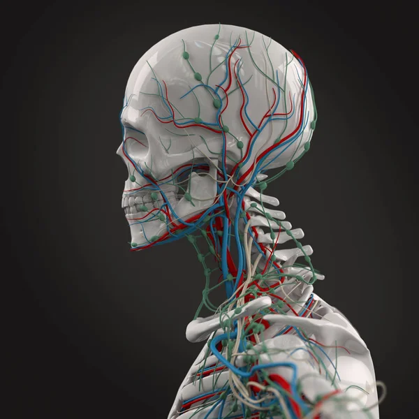 Модель анатомии головы человека — стоковое фото