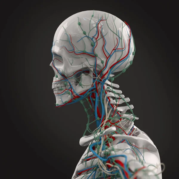 Menselijk hoofd anatomie model — Stockfoto