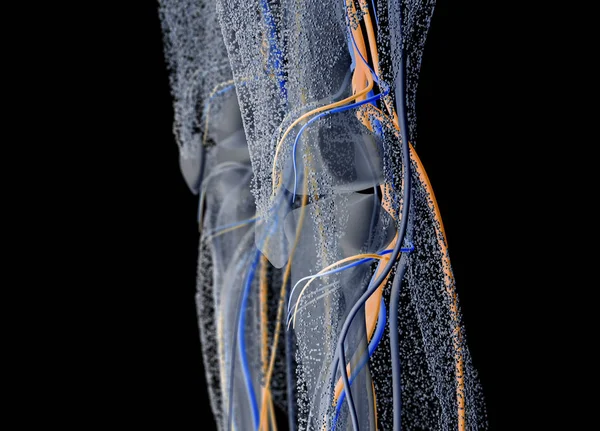 Детали анатомии колена человека — стоковое фото