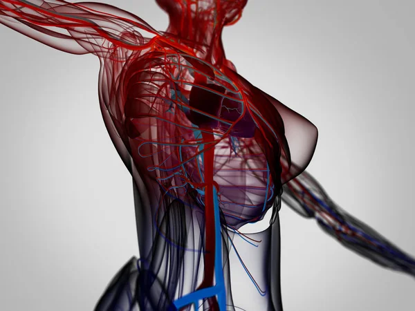 Kadın vücudu anatomisi — Stok fotoğraf