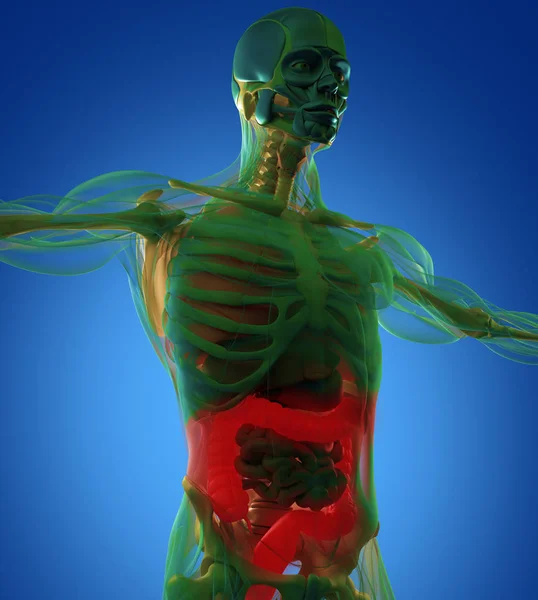 Human colon anatomy model — Stock Photo, Image