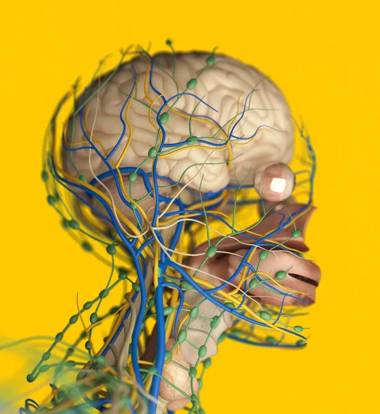 Sistema de impulso cerebral humano — Foto de Stock