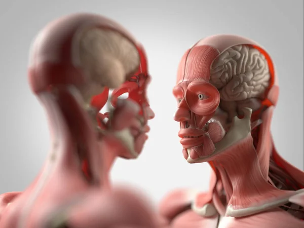 Enfrentar modelos de anatomía humana — Foto de Stock