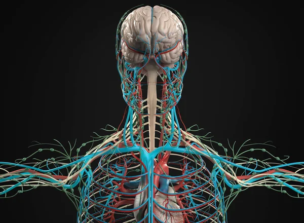 Modelo de cerebro y sistema vascular — Foto de Stock