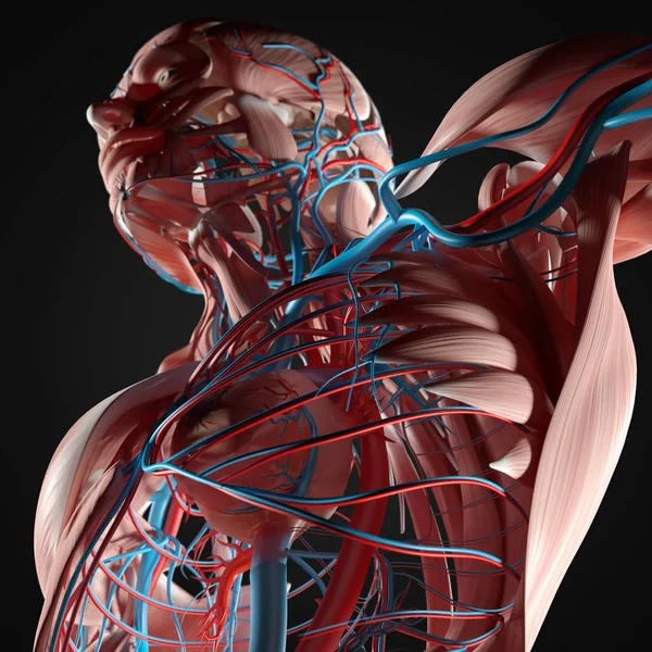 Human torso anatomy — Stock Photo, Image