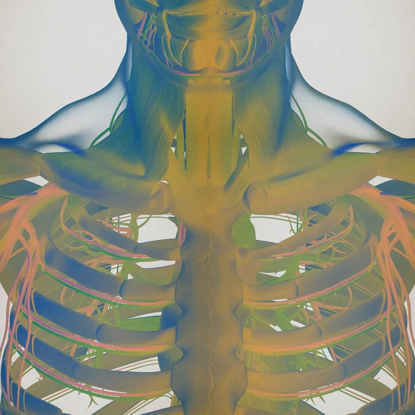 Anatomisches Modell des menschlichen Brustkorbs — Stockfoto