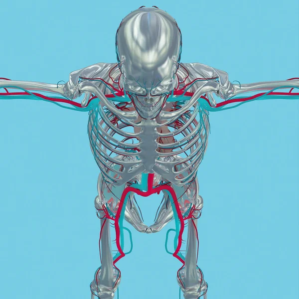 Modelo de anatomía esqueleto humano — Foto de Stock