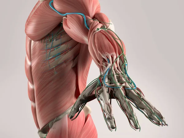 Anatomia człowieka widok z boku — Zdjęcie stockowe
