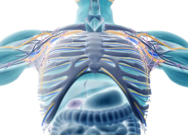 male chest anatomy model
