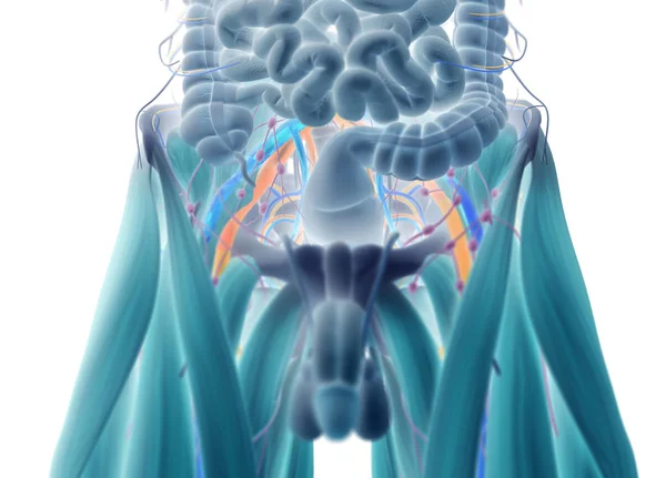 Modelo del sistema digestivo humano — Foto de Stock