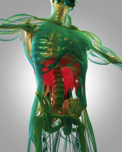 human Kidneys anatomy model