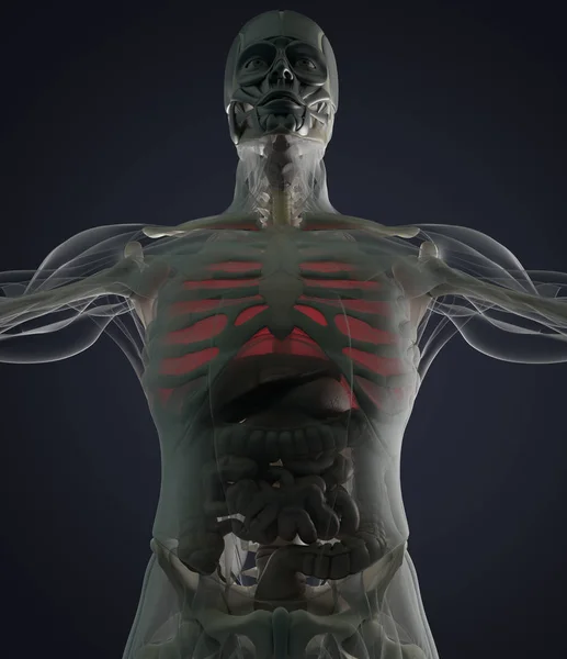 Modelo de anatomia dos pulmões humanos — Fotografia de Stock