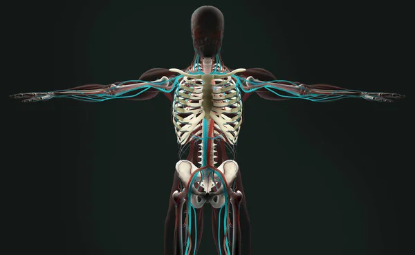 Modelul anatomiei umane — Fotografie, imagine de stoc