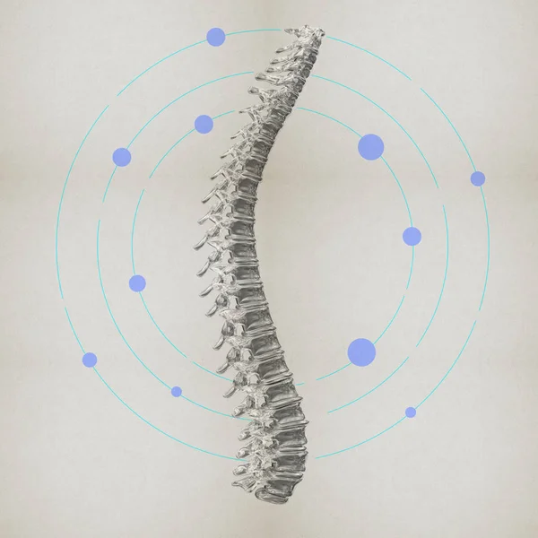 Menselijke wervelkolom model — Stockfoto