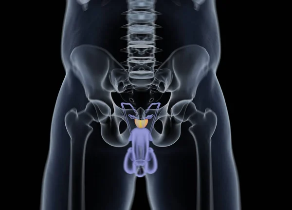 前立腺は解剖モデル — ストック写真