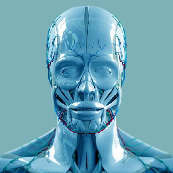 Human head anatomy model — Stock Photo, Image