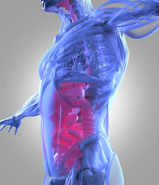 Модель анатомии пищеварительной системы — стоковое фото
