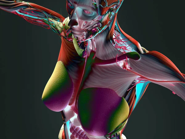 Kvinnliga kroppen anatomi — Stockfoto