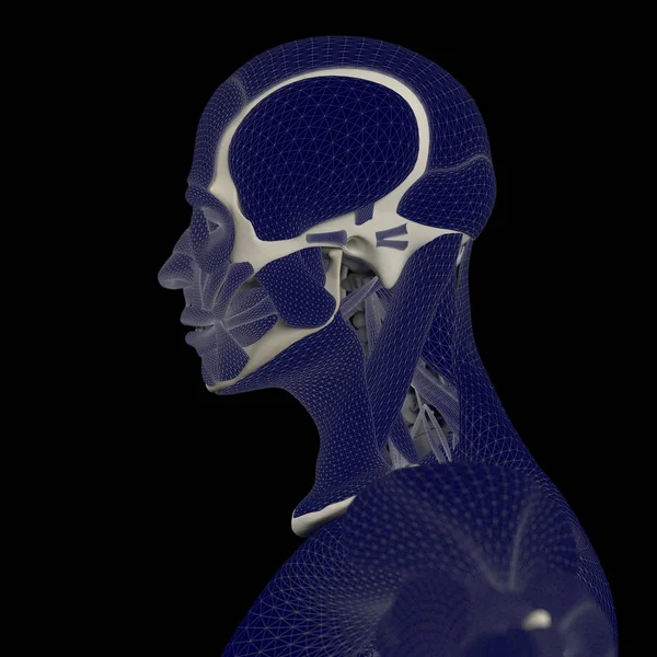 人体解剖学脑 — 图库照片